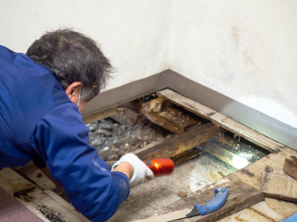 Best Local Mold Removal Service  in Hayfield, MN