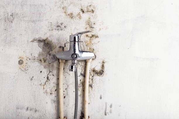 Best Water Damage Restoration  in Hayfield, MN