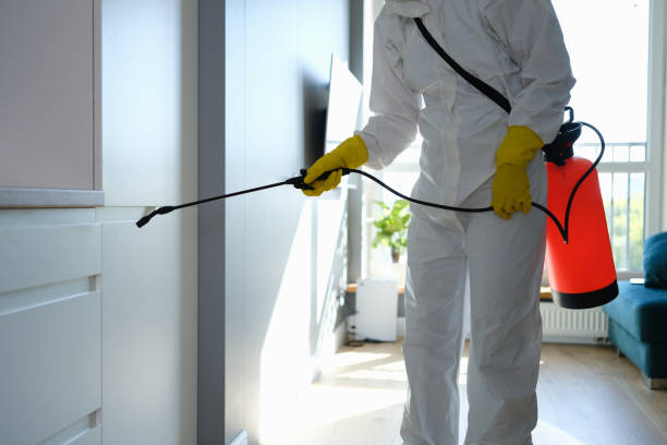 Reliable Hayfield, MN Mold Removal Solutions