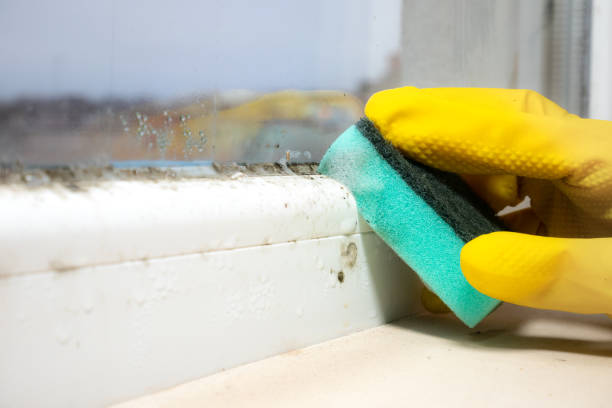 Best Mold Cleaning Services  in Hayfield, MN