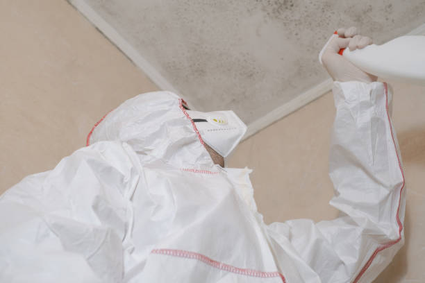 Best Toxic Mold Removal  in Hayfield, MN