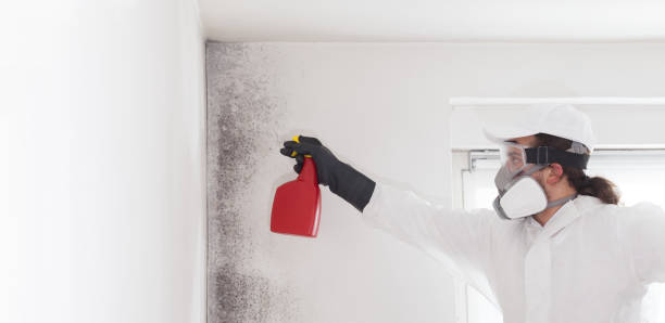 Best Crawl Space Mold Removal  in Hayfield, MN