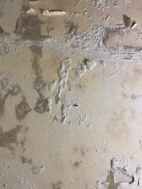 Best Mold Damage Repair  in Hayfield, MN