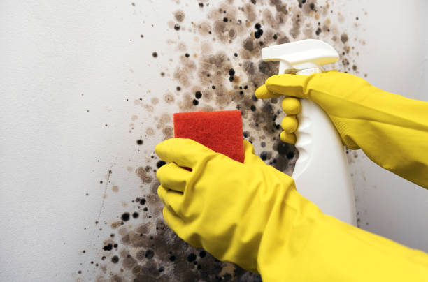 Best Residential Mold Removal  in Hayfield, MN
