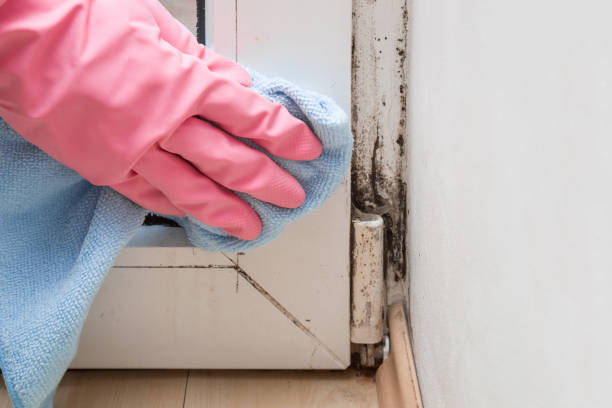 Best Mold Testing  in Hayfield, MN